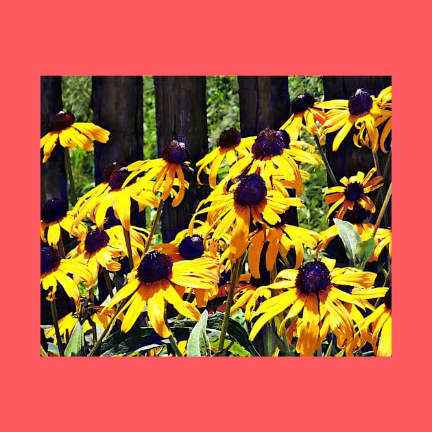 Black Eyed Susans by Fence by SusanSavad