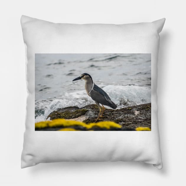 Black-crowned night heron 5 Pillow by KensLensDesigns