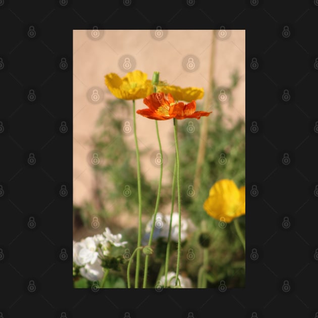 Rust Orange and Butter Yellow Poppies by ButterflyInTheAttic