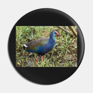 Purple Swamphen Pin