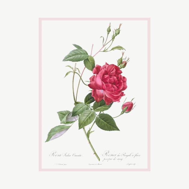 Blood-Red Bengal Rose by WAITE-SMITH VINTAGE ART