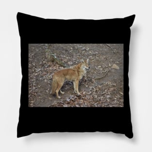 Coyote Pillow