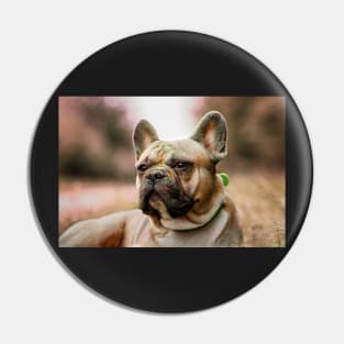 French bulldog with holi powder in the grass Pin