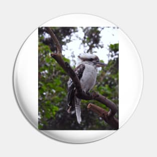 Kookaburra Pin