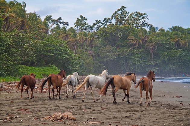 Costa Rica. Town of Cahuita. Horses on the Beach. Kids T-Shirt by vadim19