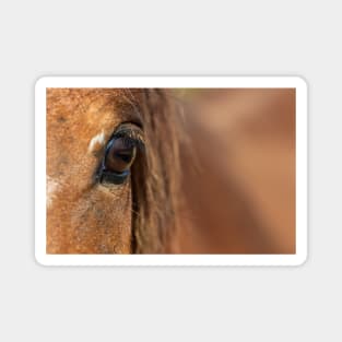 Horse Eye Magnet