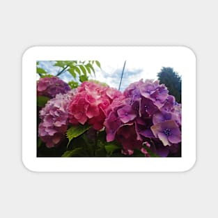 Three Hydrangeas Magnet