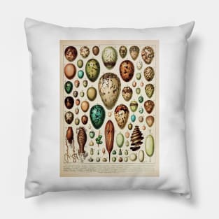 Eggs | Vintage French Biology Chart by Adolphe Millot Pillow