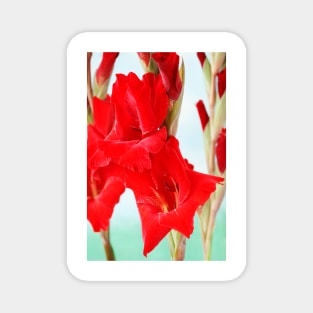 Gladiolus  'Oscar' Magnet