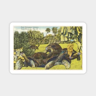 Giant Galapagos tortoises, North Miami Zoo postcard Magnet