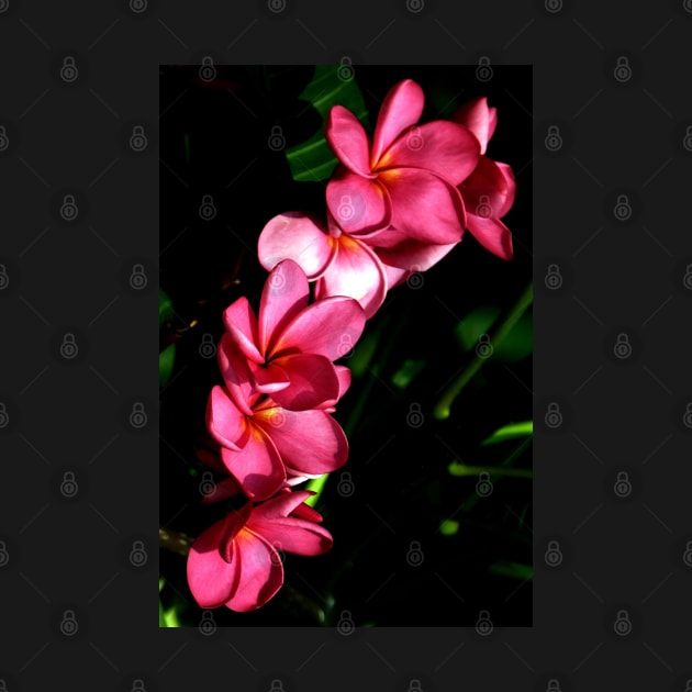 plumeria-flowers-lei-frangipani-floral-pink-blossom-flp-shirtyshirto-82 by Shirty.Shirto