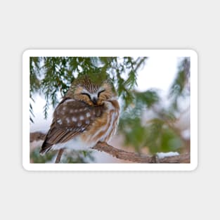 Sleeping Northern Saw Whet Owl - Ottawa, Ontario Magnet