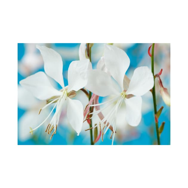 Gaura lindheimeri  'White Dove' by chrisburrows