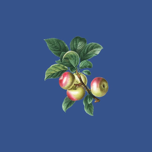 Vintage Apple Botanical Illustration by Holy Rock Design