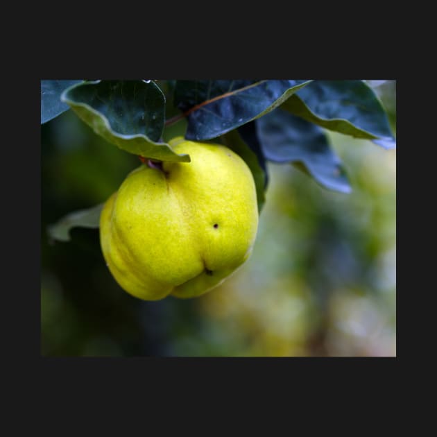 Yellow ripe quince on branch by naturalis