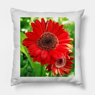 Giant Red Gerber Daisy Flower in the Garden Pillow