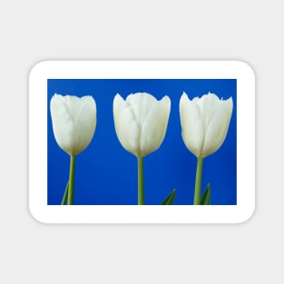 Tulipa  &#39;White Dream&#39;  Tulip Magnet