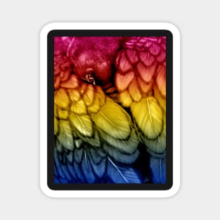 Blackbird - Pansexual Pride Edition Magnet