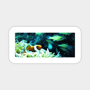 Clownfish Magnet