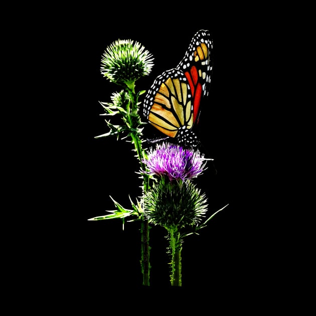 Thistle - Monarch on Thistle by SusanSavad