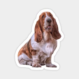 Drawing funny dog Basset Hound Magnet