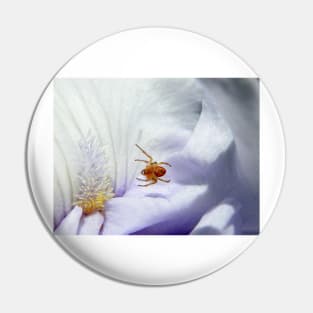 Spider suspended above Iris petals (click to enlarge) Pin