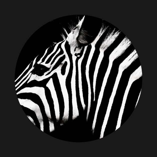 Zebra  - in a circle by ORENOB