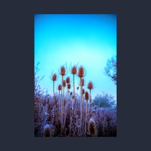 Teasel Heads In the Frost by tommysphotos