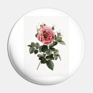 Red English Rose Pin