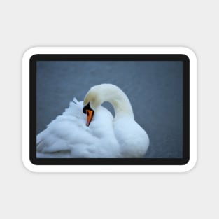 Mute Swan Magnet