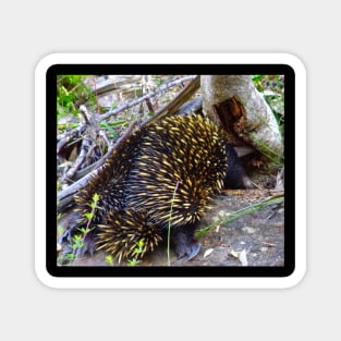 The Hungry Echidna ! Magnet