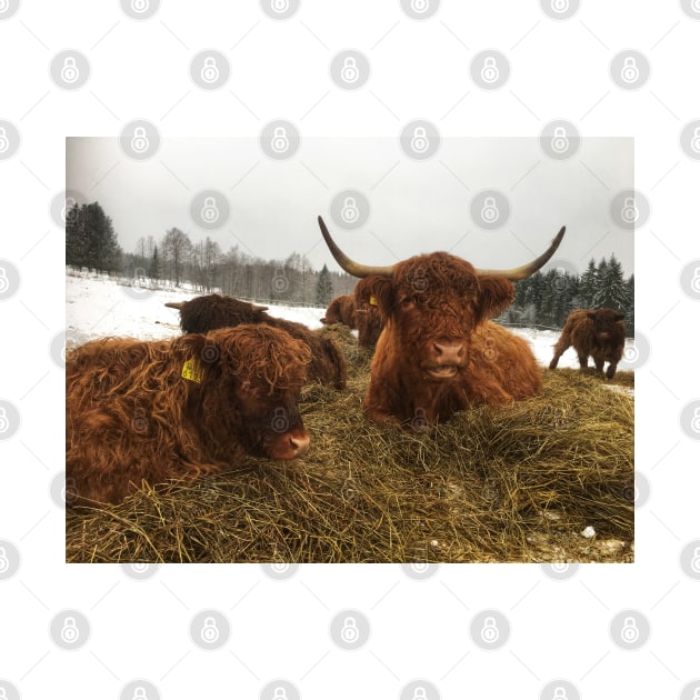 Scottish Highland Cattle Cow and Calf 1863 by SaarelaHighland