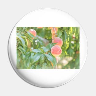 Ripe Summer Peaches in an Okanagan Orchard Pin