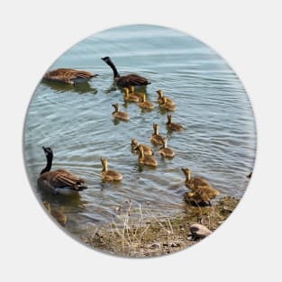 Canada Goose Family Heading To The Water Pin