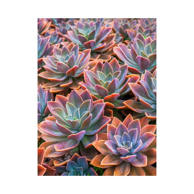 Echeveria by runlenarun