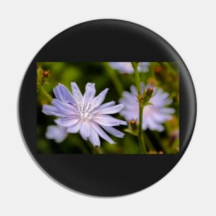 Purple chicory flower Pin