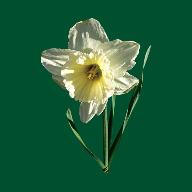 Daffodils - White Daffodil by SusanSavad