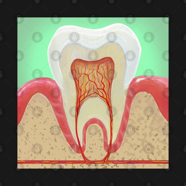 Medical illustration Tooth Anatomy by KO-of-the-self