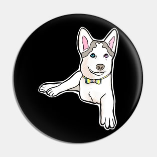 Adorable Three-Legged Tripod Husky Named Mochi with Rainbow Bow Tie Pin