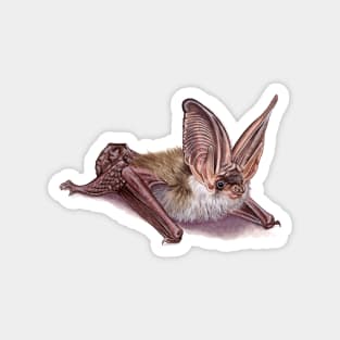 Grey long-eared bat Magnet