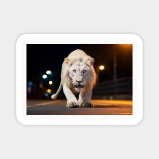 Lion Wildlife Animal On Street Outdoors Magnet