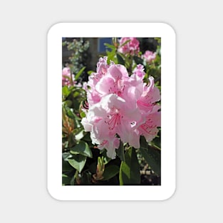 Pink Rhododendron Magnet