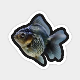 Fish sticker Magnet