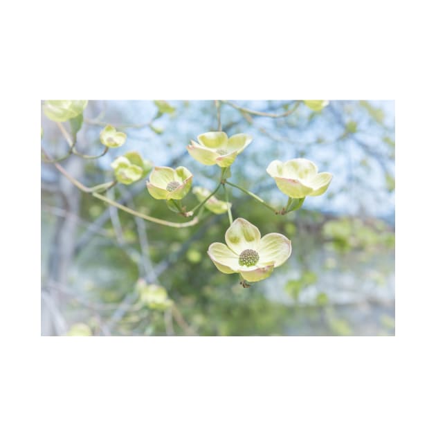 White Flowering Dogwood Blossoms in Springtime by Amy-K-Mitchell