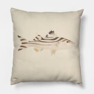 Unidentified Fish by Luigi Balugani Pillow