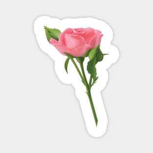 Pink Rose Magnet