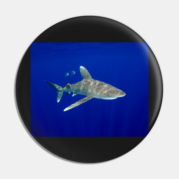 An Oceanic White Tip Shark Cruising in the Deep Blue Pin by jbbarnes