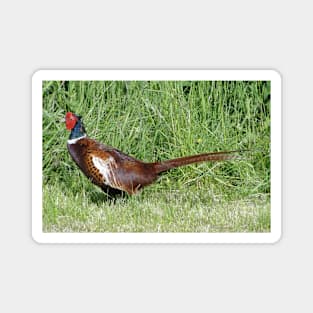 The Pleasant Pheasant Magnet