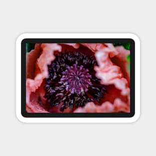 Oriental Poppy Magnet