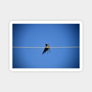 Tightrope Bird/ Swiss Artwork Photography Magnet